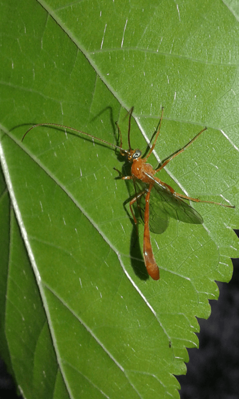 Ichneumonidae : Enicospilus sp.? S